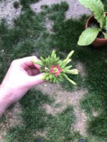 IMG_5786.jpeg IMG_5786.jpeg