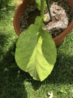 IMG_5800.jpeg IMG_5800.jpeg