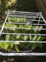 IMG_5816.jpeg IMG_5816.jpeg