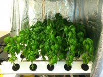 Super Cropper Basil1.jpg