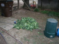 harvesting 005.JPG