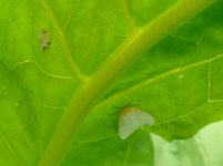 eggs gettin ready hatch.JPG