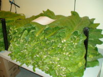 Rack top 9 VA Brite.JPG Rack top 9 VA Brite.JPG
