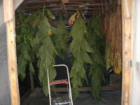 hanging shed 005.JPG