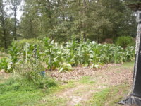 hanging shed 004.JPG