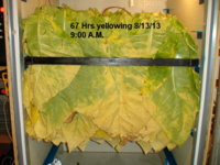 67 hrs yellowing 8-13-13.JPG