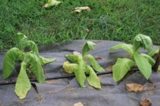 Wilted1.jpg