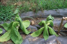 Wilted3.jpg