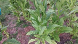 20130818_194959.jpg