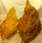 Leaf a1-8-21-13.jpg