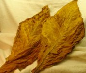 leaf a2-8-21-13.jpg