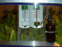 Leaf yellow at stem.JPG