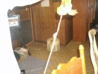 stripping leaf 003.JPG