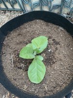 IMG_8816.jpeg IMG_8816.jpeg