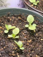 IMG_8636.jpeg IMG_8636.jpeg