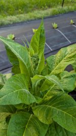 PXL_20250508_115012159.MP.jpg PXL_20250508_115012159.MP.jpg