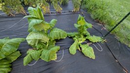 PXL_20250508_115021666.jpg PXL_20250508_115021666.jpg