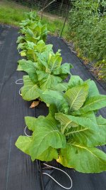 PXL_20250508_115220770.jpg PXL_20250508_115220770.jpg