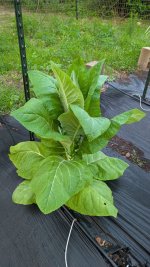 PXL_20250508_115259908.MP.jpg PXL_20250508_115259908.MP.jpg