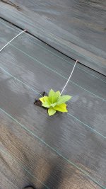 PXL_20250508_115412732.jpg PXL_20250508_115412732.jpg