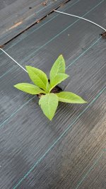 PXL_20250508_115432074.jpg PXL_20250508_115432074.jpg