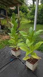 PXL_20250517_133203159.jpg PXL_20250517_133203159.jpg