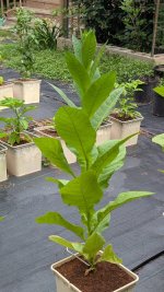 PXL_20250517_133225404.jpg PXL_20250517_133225404.jpg