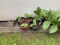 IMG_4778.jpeg IMG_4778.jpeg