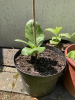 IMG_4804.jpeg IMG_4804.jpeg