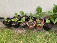 IMG_4809.jpeg IMG_4809.jpeg