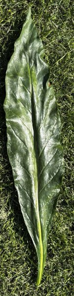 IMG_2166.jpeg