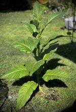 IMG_2169.jpeg