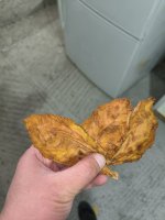 IMG_20251003_142154.jpg