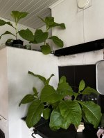 House full of plants House full of plants