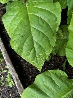 Strange yellowing on leaves. Strange yellowing on leaves.