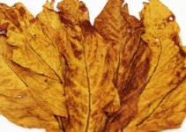 Red Leaf2.jpg