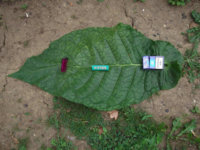 Havana leaf.jpg