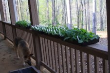 seedlings from porch.JPG