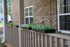 seedlings from yard.JPG