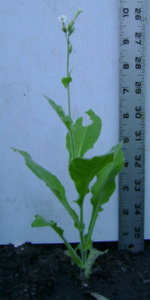 N. ampexicaulis 050514.JPG