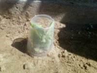 baby plants 008.jpg