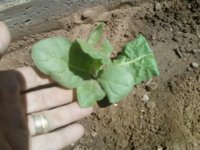 baby plants 004.jpg