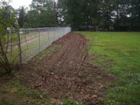 Old rosebush patch 001.JPG