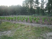 5-22 -14 003.JPG