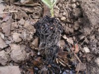 Roots 004.JPG