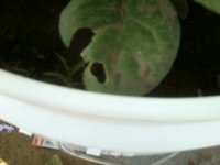bucket starts 019.jpg