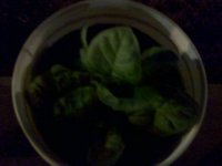 bucket starts 025.jpg