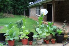 pet plants.JPG