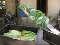 Hangin leaf 002.JPG