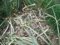 Walkin onions 001.JPG